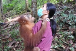 Drh. Citrakasih Nente, Kepala Divisi Konservasi Eks-Situ Sumatran Orangutan Conservation Programme (SOCP)