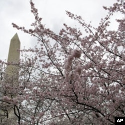 The two-week Cherry Blossom festival begins Saturday