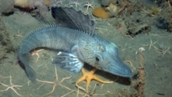 The Antarctic ice fish has no red blood pigments and no red blood cells. This is an adaptation to cold temperatures.