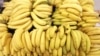 Disease Threatens World Banana Supplies