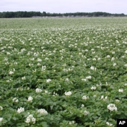 The potatoes in this field are related to a number of important plants, including tomatoes, eggplants, peppers and tobacco.