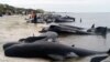 Varamiento de ballenas en Nueva Zelanda