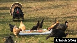 Every Saturday before Thanksgiving, the turkeys at Poplar Spring Animal Sanctuary in Poolesville, Maryland, get to enjoy a feast of cut-up fruit and vegetables. 