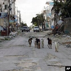 Goats walk down a Mogadishu street in front of bullet-scarred building