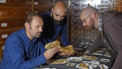 သက်တမ်းအရင့်ဆုံး ဒိုင်နိုဆောရုပ်ကြွင်း အီတလီမှာ တွေ့