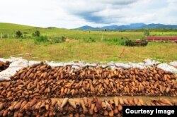 ກະສອບລູກລະເບີດບໍ່ທັນແຕກທີ່ຕົກຄ້າງຢູ່ລາວ ທີ່ໄດ້ຖືກເກັບມາທ້ອນໄວ້