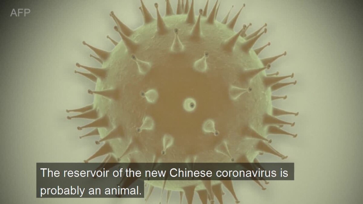 How is the Coronavirus Transmitted?