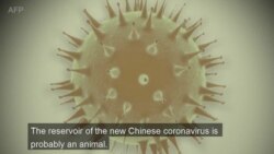 How is the Coronavirus Transmitted?