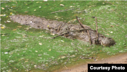 A well-camouflaged mugger crocodile (Crocodylus palustris) in stick-displaying behavior. Madras Crocodile Bank, Tamil Nadu, India. (V. Dinets)