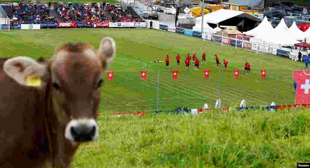 Uma vaca "assiste" ao treino da selecção da Suíça na cidade do centro do país, Weggis, Maio 26, 2014. A equipa prepara-se para o Mundial de Futebol que se realiza em 12 cidades do Brasil de 12 de Junho a 13 de Julho.