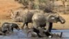 Un troupeau d'éléphants nage et boit de l'eau dans le parc national Kruger, en Afrique du Sud, le 19 août 2016
