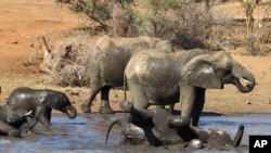 Un troupeau d'éléphants nage et boit de l'eau dans le parc national Kruger, en Afrique du Sud, le 19 août 2016
