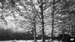 FILE - A World War I trench and artillery piece remain in the dark interior of Belleau Wood in France, June 5, 1948. The Battle of Belleau Wood, between U.S. Marines and German troops, was fought here between June 1-26, 1918.