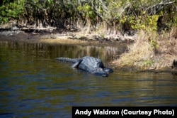 Many say no animal better represents Florida than the American alligator. They are one of the main attractions at the Canaveral National Seashore.