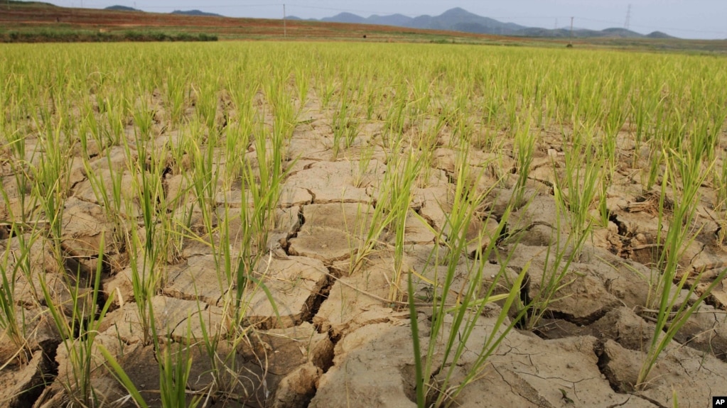 지난 2012년 6월 북한 황해북도 황주군 룡천리에서 가뭄으로 마른 논. (자료사진)