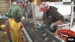 Rappahannock Oyster Company employees sort oysters from the Chesapeake Bay. (J. Swicord/VOA)