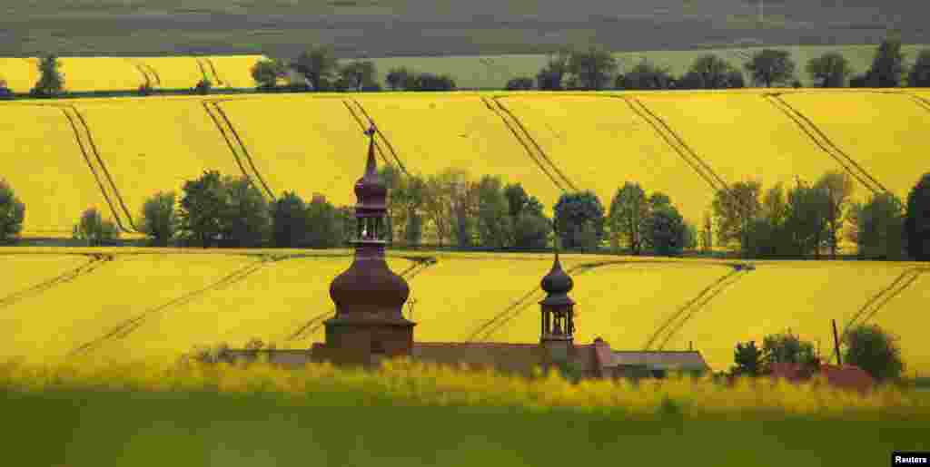 A church is surrounded by blossoming fields of oilseed rape at the village of Strupcice, near the city of Most, Czech Republic. 