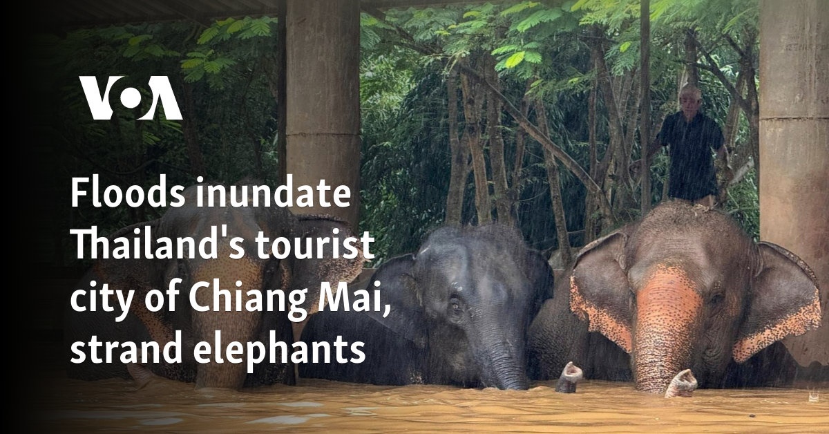 Floods inundate Thailand's tourist city of Chiang Mai, strand elephants