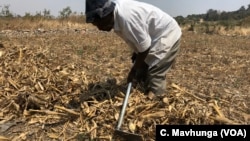 With rains expected in a few weeks time, a man in Harare, Zimbabwe, prepares his land to plant corn, Sept. 5, 2018.