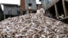 Fishers Report Rampant Corruption, Major Depletion of Fisheries