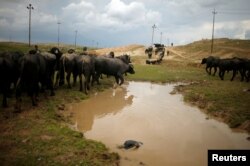 FILE - Cattle that belong to displaced Iraqi farmers leave as Iraqi forces battle with Islamic State militants, in western Mosul, Iraq, April 3, 2017.