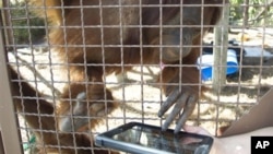 Menurut Richard Zimmerman, pendiri organisasi pelestarian orangutan, i-Pad bisa mengusir perasaan bosan orangutan di kebun binatang dan bisa membantu mengasah indra penglihatan, peraba, dan pendengaran binatang itu (foto: Dok).