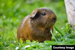 Guinea pig