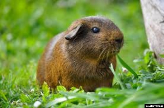 Guinea pig