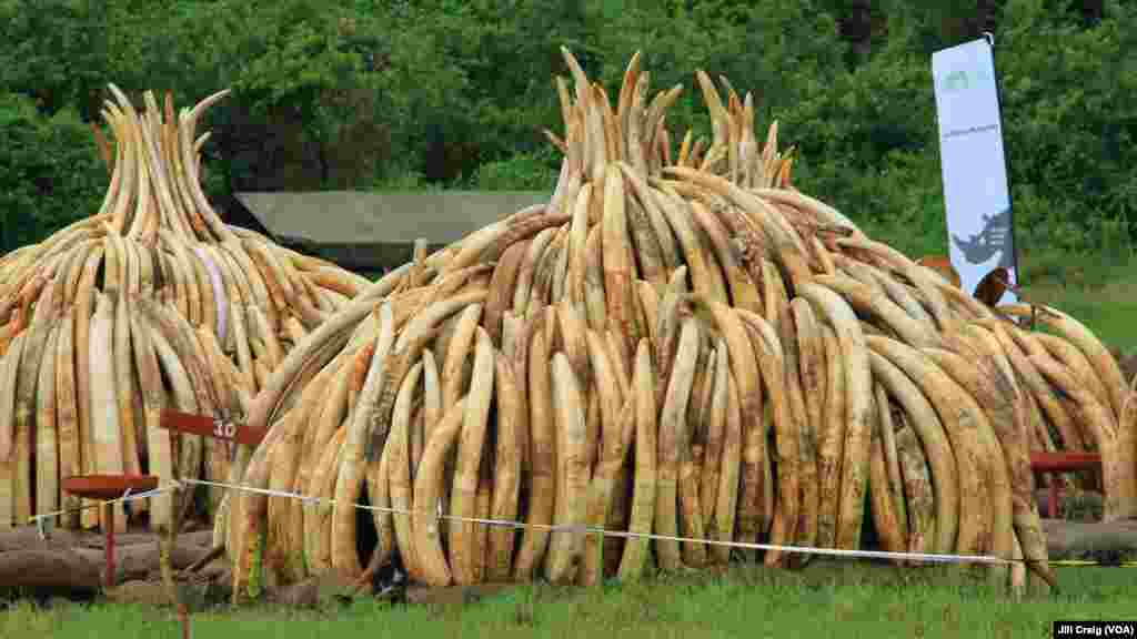 Ivory tusks are stacked to be burned in Nairobi National Park, Kenya, April 30, 2016. On Saturday, 105 tons of elephant ivory and more than 1 ton of rhino horn were destroyed in a bid to stamp out the illegal ivory trade. 