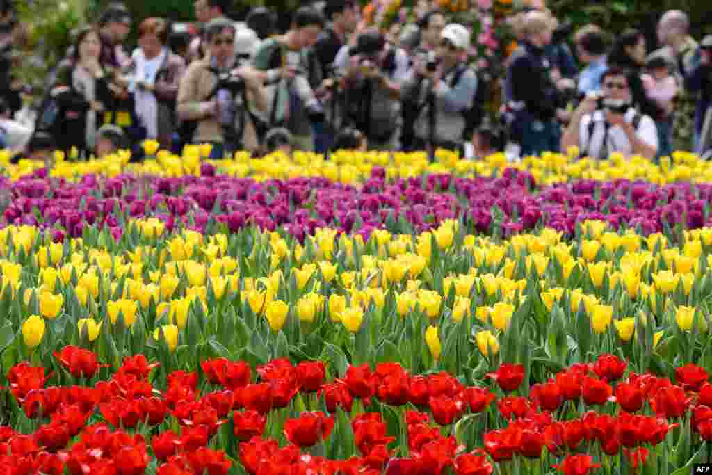 Visitors take pictures at the flower show in Hong Kong. Organizers expect around 500,000 visitors for the annual event that includes pristine show gardens from competing local districts, lavish international flower displays, and more than a dash of kitsch.