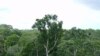Avião do Greenpeace cai na Amazónia; uma pessoa morre
