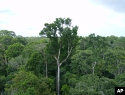 Old-growth Amazon tree canopy is seen in Tapajos National Forest, Brazil.(AP Photo)