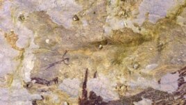 A cave painting dating back to nearly 44,000 years, according to a study using uranium-series analysis and was published in 'Nature' journal, is seen in Leang Bulu' Sipong 4 limestone cave in South Sulawesi, Indonesia.