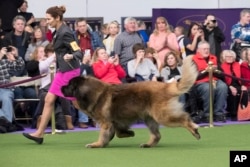 Alida Greendyk shows Dario, a Leonberger, in the ring during the 141st Westminster Kennel Club Dog Show, Feb. 14, 2017, in New York.