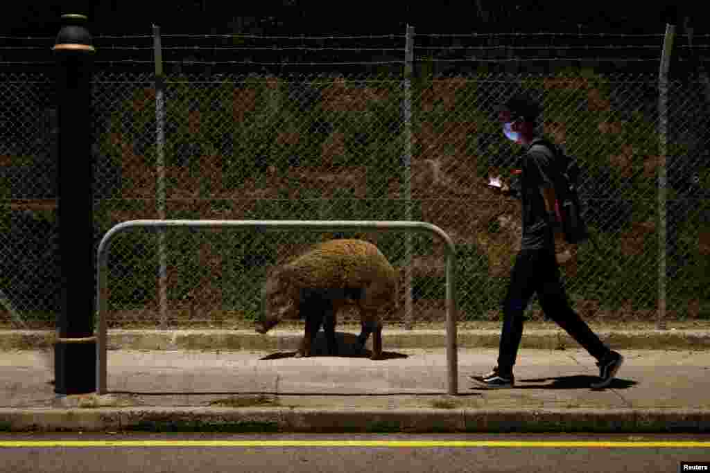 A man walks past a wild boar after the government announced they would catch and cull all wild boar found in the urban areas, in Hong Kong.