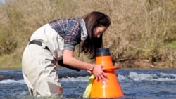 In this Nov. 5, 2019, photo, U.S. Fish and Wildlife Service biologist Rose Agbalog looks through a view bucket to find freshwater mussels in the Clinch River near Kyles Ford, Tenn. (AP Photo/Kristin Hall)