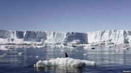 Un pingüino reposa momentáneamente sobre un trozo de hielo que se derrite en el este del Antártico.