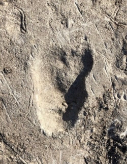 A fossilized footprint dating from 3.66 million years ago from a site called Laetoli in northern Tanzania – attributed in a new study in the journal Nature to a species in the human evolutionary lineage.