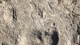 A fossilized footprint dating from 3.66 million years ago from a site called Laetoli in northern Tanzania – attributed in a new study in the journal Nature to a species in the human evolutionary lineage.
