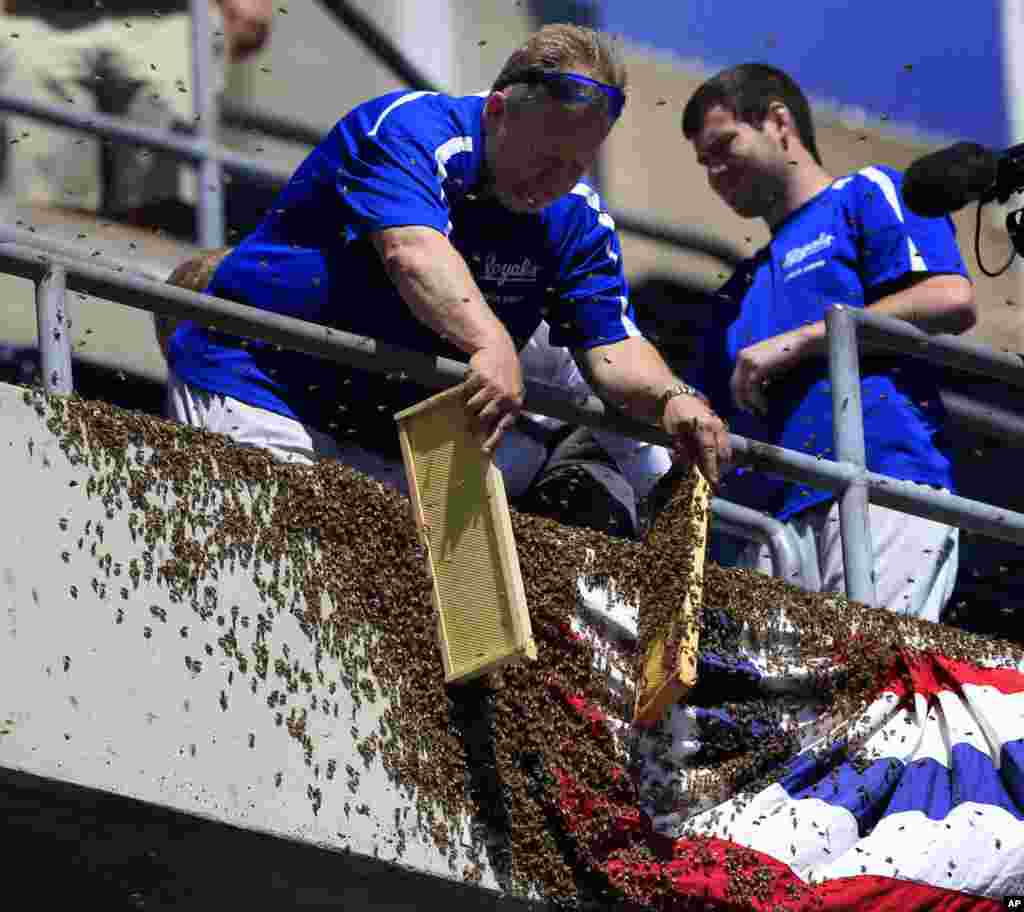 A ground crew member removes bees from bunting along the left field line before a baseball game between the Kansas City Royals and the Cleveland Indians at Kauffman Stadium in Kansas City, Missouri.