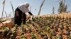 Palestina Rugi Miliaran Dolar Akibat Larangan Israel