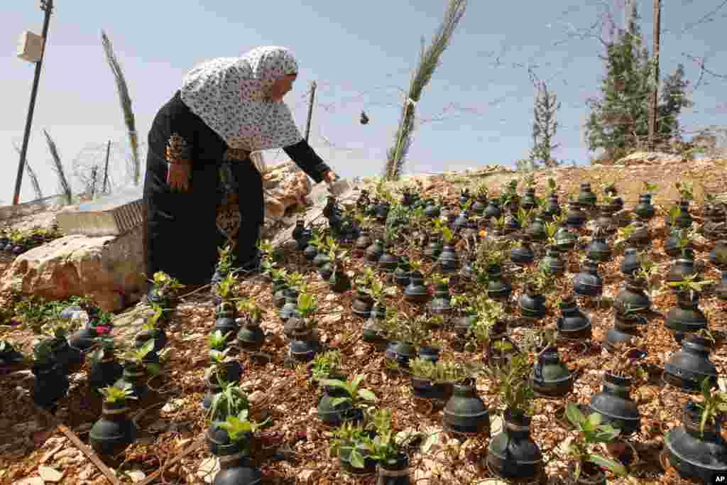 A Palestinian woman waters plants growing in tear gas canisters in the village of Bilin, near the West Bank city of Ramallah. The tear gas canisters were collected by Palestinians during years of clashes with Israeli security forces.