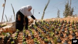 巴勒斯坦婦女在種田