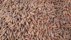 L’arachide, un pilier de l’économie du Sénégal