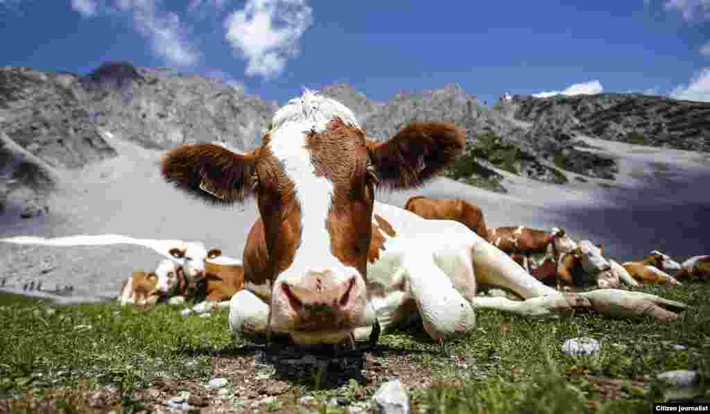 Cows lie in grass in front of Hafelekar mountain on a hot summer day in Innsbruck, Austria.