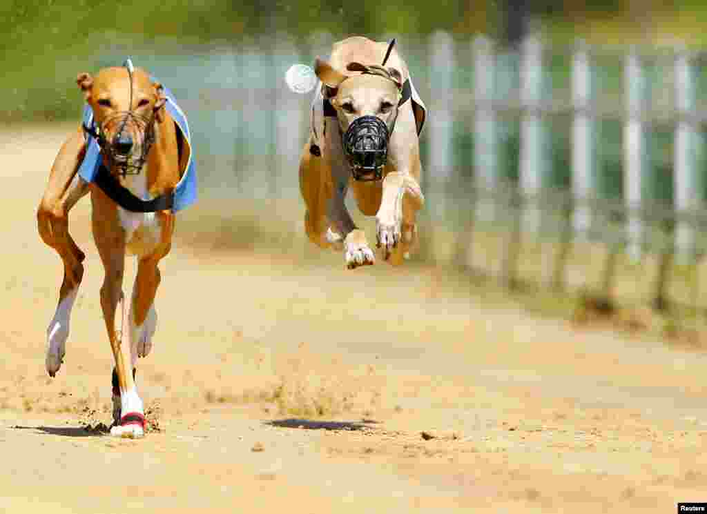 Greyhounds compete during an annual international dog race in Gelsenkirchen, Germany.