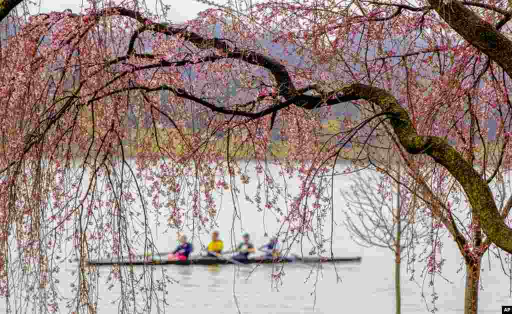 Rowers skim the Potomac River in Washington, March 28, 2018, framed by the emerging blossoms of a weeping cherry tree. The National Park Service has updated its peak bloom forecast for April 8 through April 12, 2018.