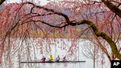 Rowers skim the Potomac River in Washington, Wednesday, March 28, 2018, framed by the emerging blossoms of a weeping cherry tree. The National Park Service has updated its peak bloom forecast for April 8 through April 12, 2018.