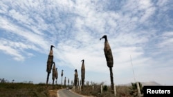 Instalasi seni "Burung Nazar Hitam" karya seniman Cristina Planas berjajar di jalan di Villa Wetlands, daerah yang dilindungi di Lima, Peru (5/12). (Reuters/Mariana Bazo)