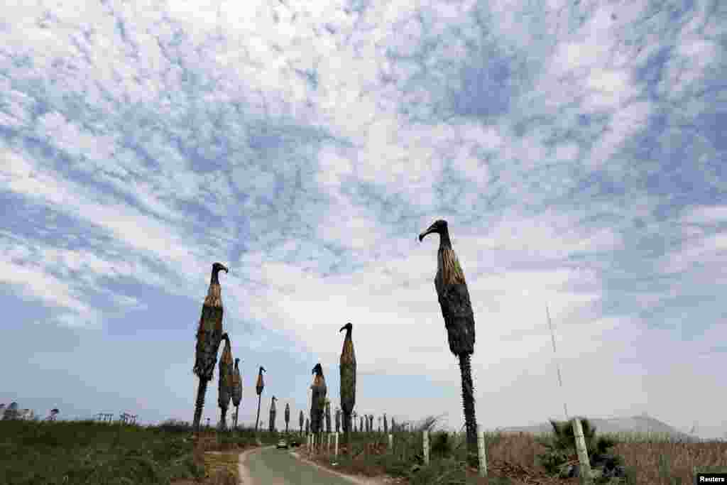 The "Black Vultures" art installation by artist Cristina Planas line a street in Villa Wetlands, a protected natural area south of Lima, Peru. The installation, made up of vultures sculpted on dead palm trees, represent workers collecting garbage from different areas of the city and is displayed as part of the U.N. Climate Change Conference COP 20.
